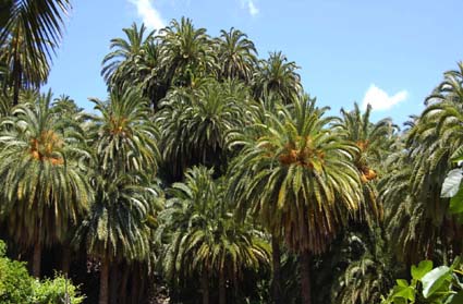 Palmeral canario