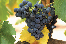 Uva garnacha. Foto: campodeborja.com