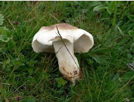 Calocybe gambosa, de Santos Nicolás (telecable.es)