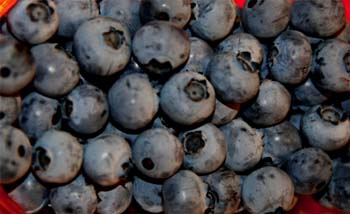 Arándanos. Foto: Miguel J. Jordá