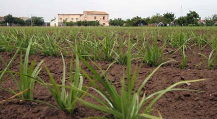 Plantas de chufa