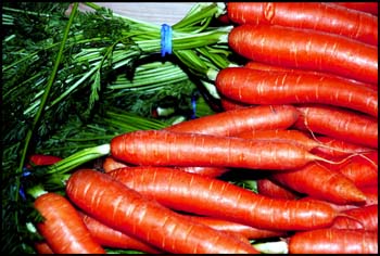 Zanahorias. Foto: Miguel J. Jordá