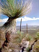Árbol de la hierba (Xanthorrhoea sp.). De sus flores espinosas se hace una bebida dulce.