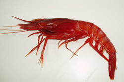 Gamba roja