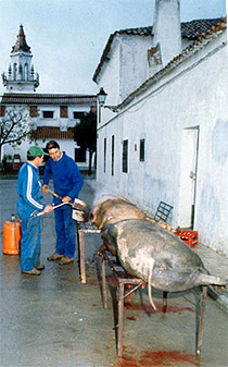 Matanzas en la calle (La Granjuela, Córdoba), que quede patente que en la casa son cristianos viejos