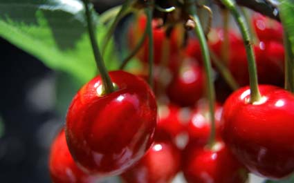 Picotas del Jerte. (Foto: picotastv.com)