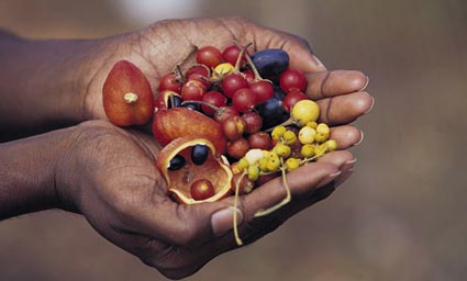 Bush Tucker ©Tourism Australia