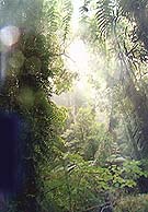 Bosque húmedo de Dorrigo importante fuente de recursos y alimentos para los Aborígenes