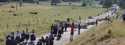 El rebaño a su llegada
