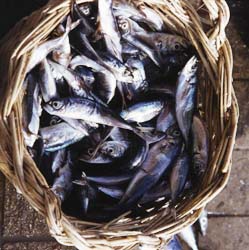Sardinas en Portimao, Algarve