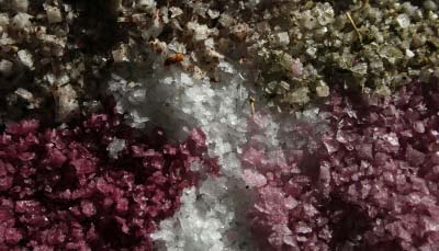 Flores de Llum de Sal
