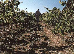 Viñas DO Penedés. Foto: Consejo Regulador DO Penedés