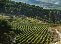 Viñedos de Arzuaga-Navarro