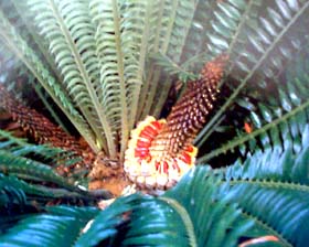 Palmera enana procedente del Sur, nuez muy apreciada por los aborígenes.