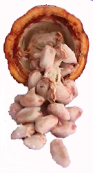 Semillas de Cacao