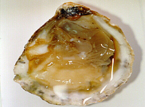 Ostra sometida a alta presión