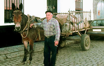 Las aceitunas llegan a la almazara