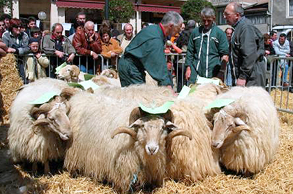 El Jurado en el Concurso de Carneros