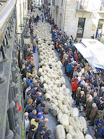 Paso de los rebaños por las calles de Ordizia
