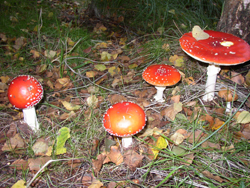 Amanita Muscaria
