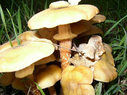 Armillarea Mellea