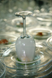 Smoke, un plato de cine