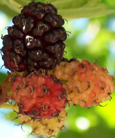 Rubus glaucus Benth