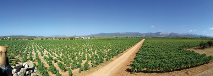 Vista aérea de las viñas