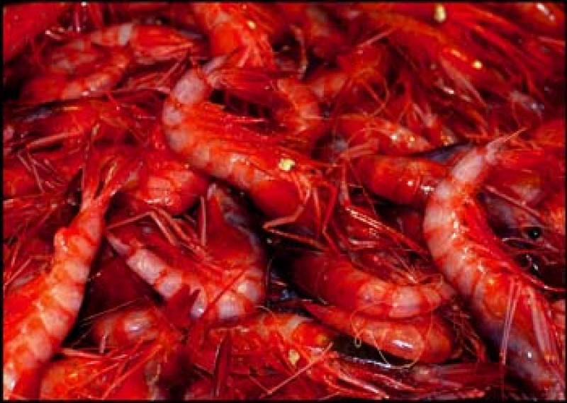 Gambas ¿frescas o congeladas? - A Fuego Lento