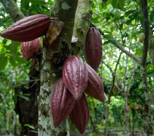 Algunos mitos sobre el origen del cacao
