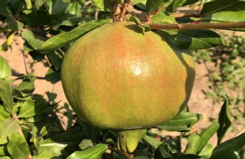 GRANADA, FRUTA DEL PARAÍSO OTOÑAL GRANADA, FRUTA DEL PARAÍSO OTOÑAL