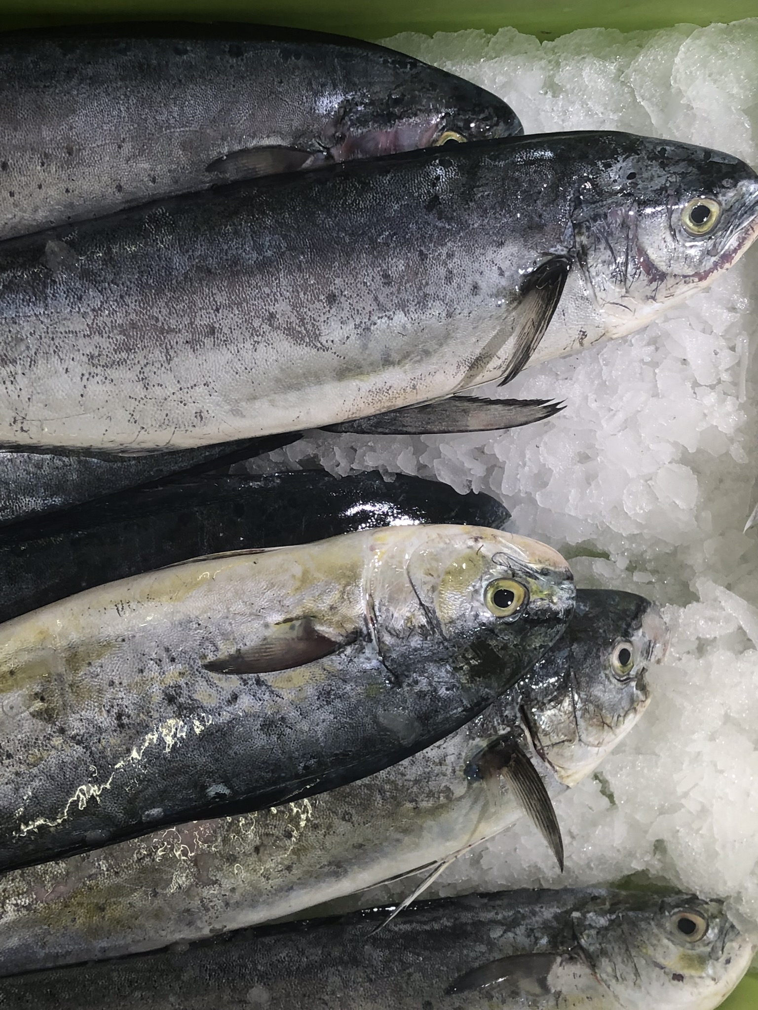 Receta Escabehe Llampuga Dorado Setas Sebastian Grimalt Afuegolento