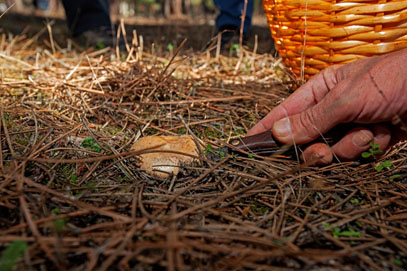 otoño recogida setas níscalos cuellar afuegolento