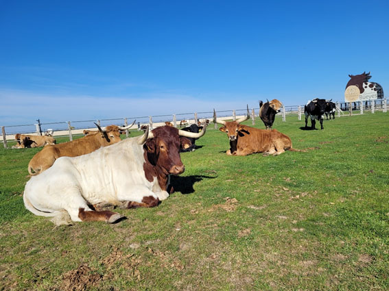 Carnes Terrabuey Cuellar Afuegolento