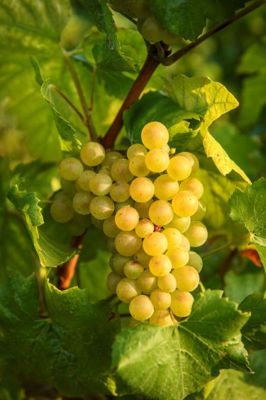 El Champagne Caracteristicas Historia Jesus Flores Tellez Afuegolento 2