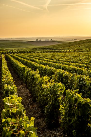 El Champagne Caracteristicas Historia Jesus Flores Tellez Afuegolento 3