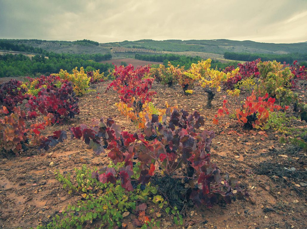 Encuentro Calaterra DO Calatayud Jesus Tellez Afuegolento 4