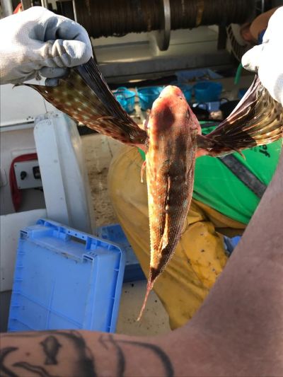 Raúl Resino Día de Pesca Benicarló Castellón Ruta Sabor Lonja 2