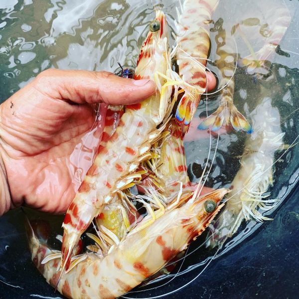 Raúl Resino Día de Pesca Benicarló Castellón Ruta Sabor Lonja 3