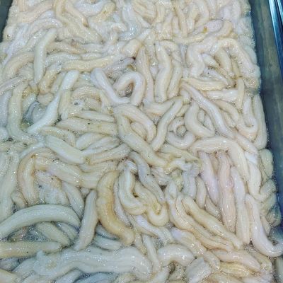 Espardeñas, que sacan los marineros en el barco, del interior del pepino de mar