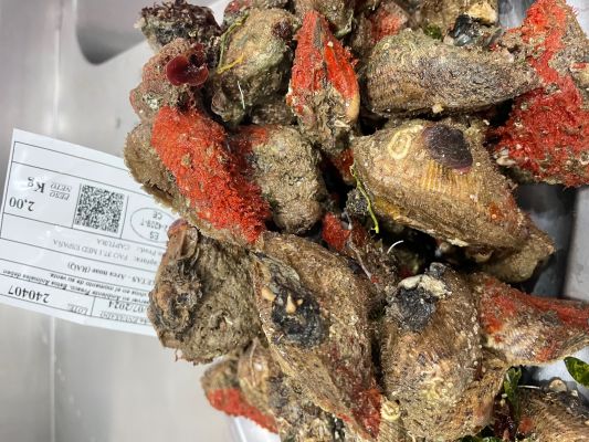 Raúl Resino Día de Pesca Benicarló Castellón Ruta Sabor Lonja Caixetas Afuegolento 2