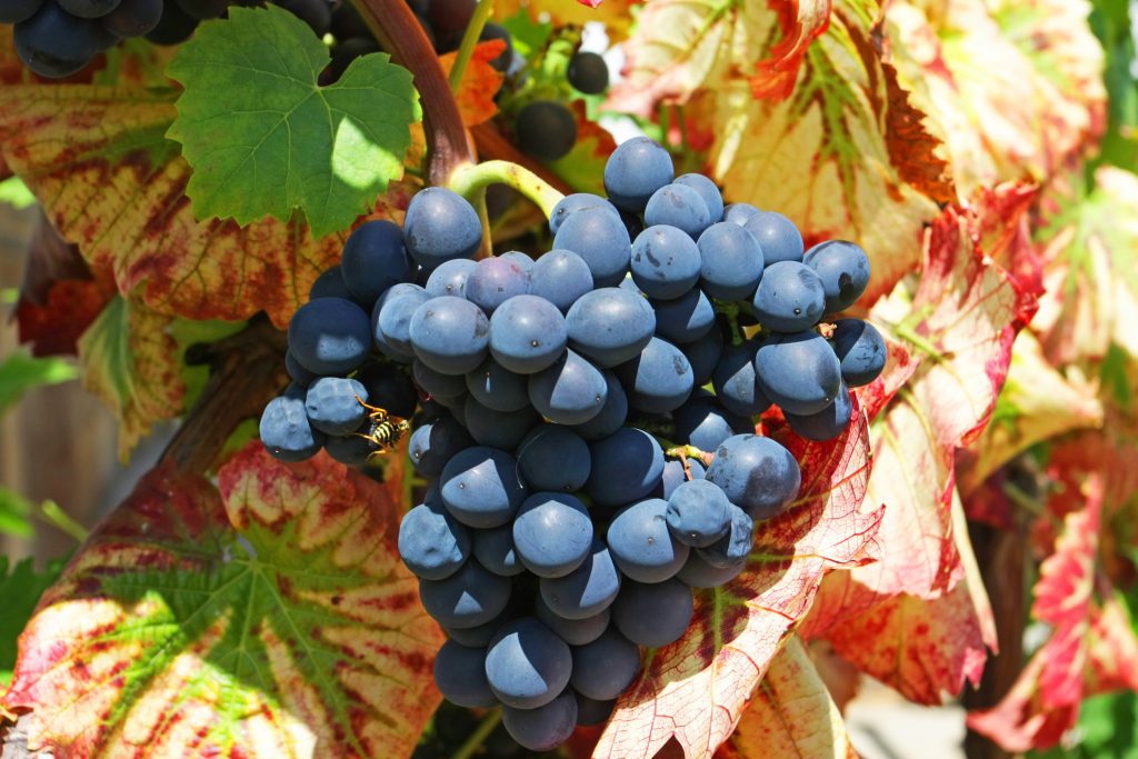 Racimo Mencia Uvas Tintas Gallegas Jesus Tellez Afuegolento