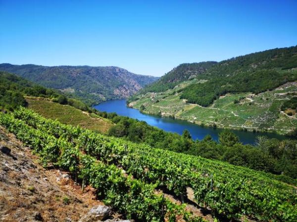 viñedo ribeira sacra oresnse jesus tellez afuegolento