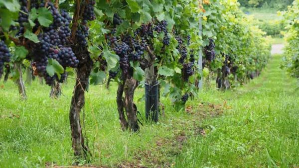 viñedo variedades uvas tintas gallegas jesus tellez afuegolento