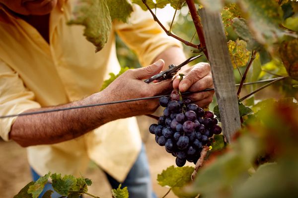variedad merenzao uvas tintas gallegas jesus tellez afuegolento