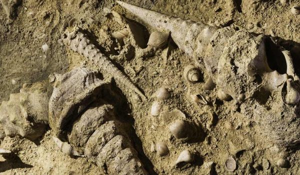 COMPONENTES DEL SUBSUELO